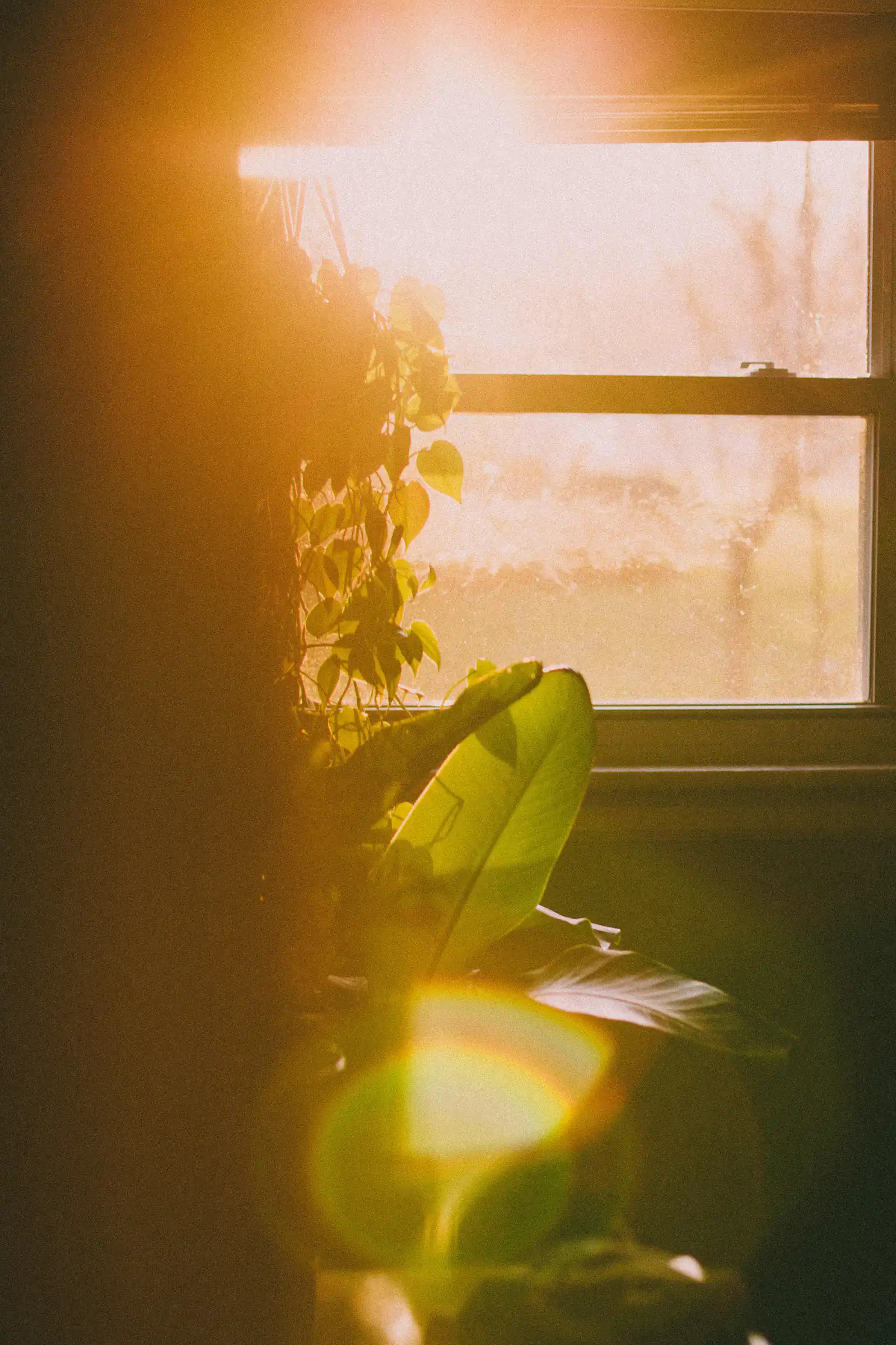 Window and door questions in Newcastle upon Tyne Warm evening sunlight through a window onto a houseplant, illustrating window and door questions for homes in Newcastle upon Tyne
